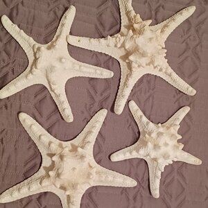 Star Fish